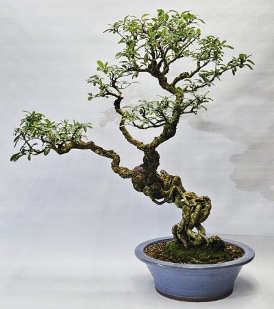 Pyracantha 3
