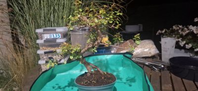 Sageretia