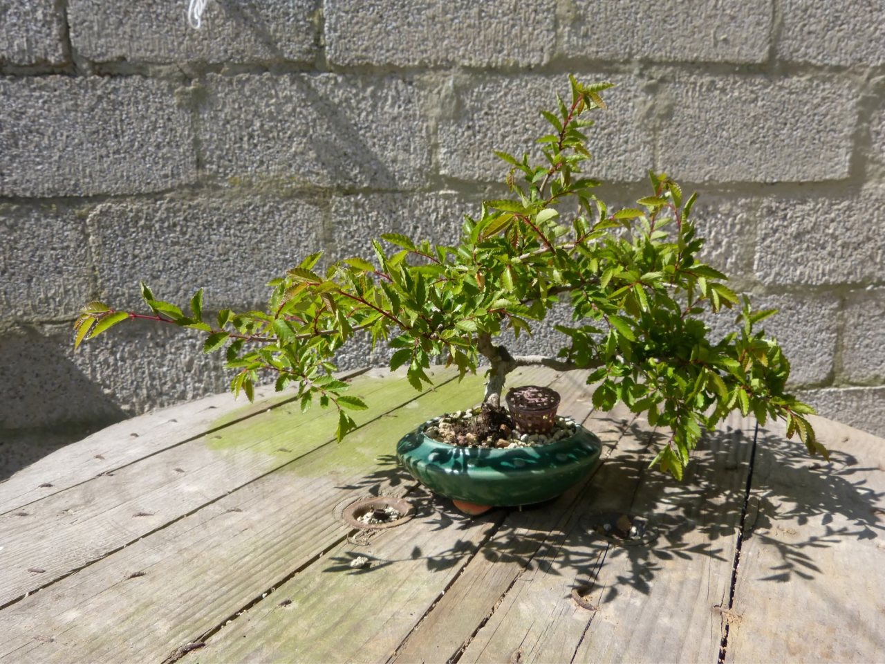 Photo 11