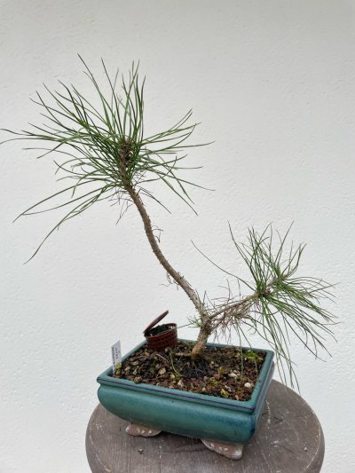 Pin Sylvestre 2