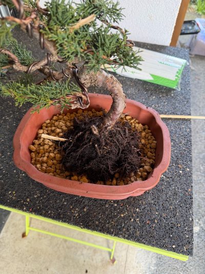 Prébonsai 2