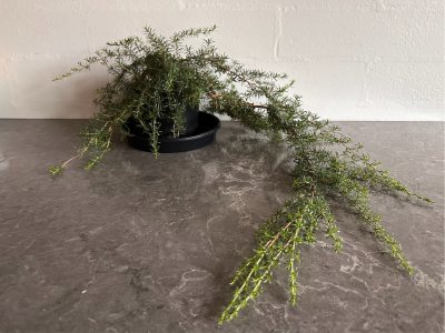 Kunzea Ambigua Cascade