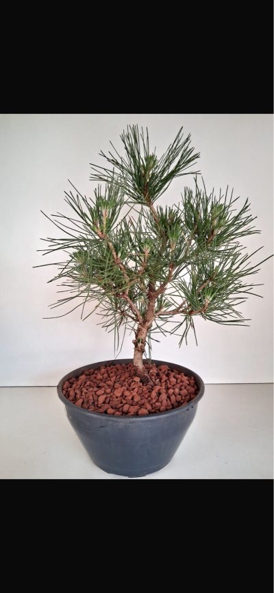 Pinheiro negro