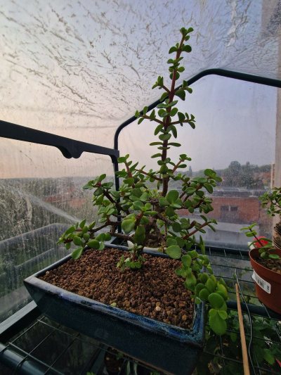 Portulacaria