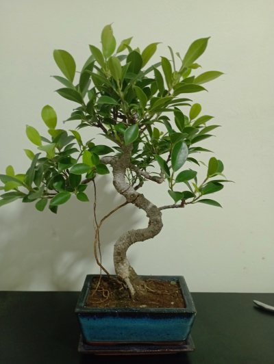 Ficus