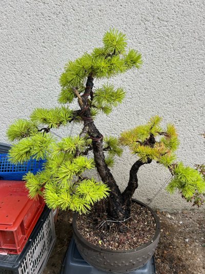 Pin sylvestre Jean Claude