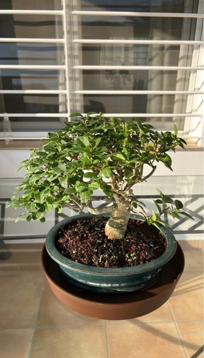 Ligustrum
