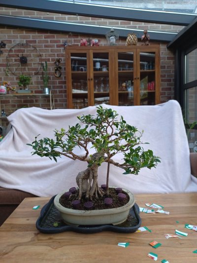 FICUS RETUSA