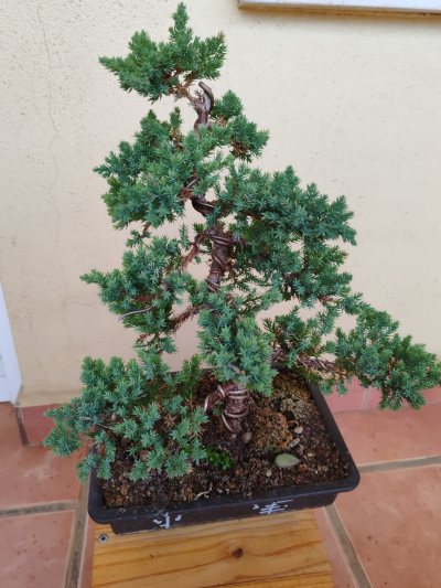 Ginebre Xinès