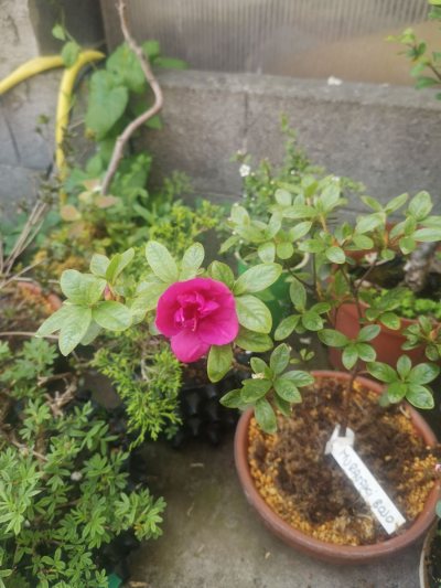 Murasakibojo