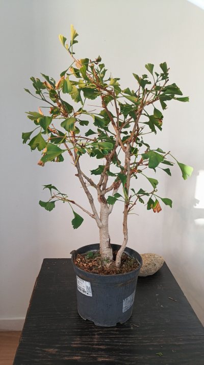 Ginkgo 1