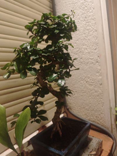 Mi Bonsai 2026