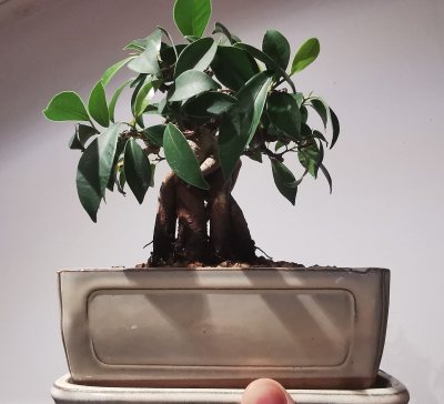 Ficus 3