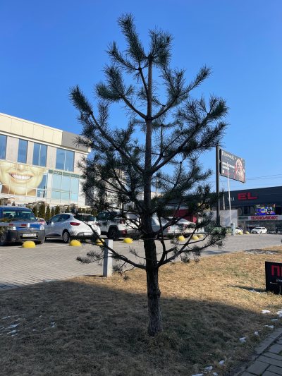 Парус 3