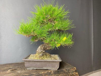 Pino Thumbergi “Japones”