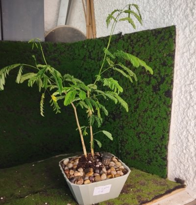Леуцена светлоголовчатая 🌳 ЛБе06 ~○⌂