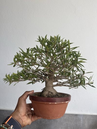 Mini ficus Neri