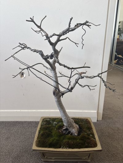 Tall Oak
