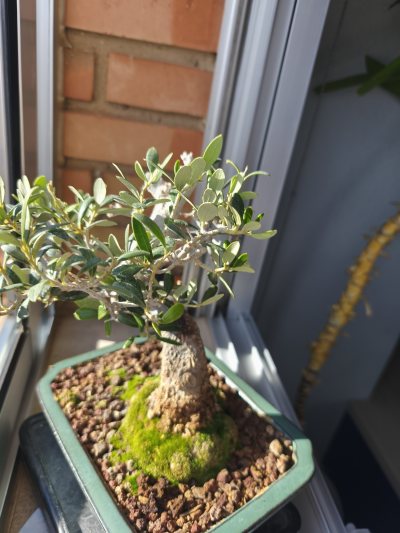 Olivo