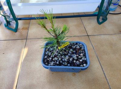 Pino densiflora