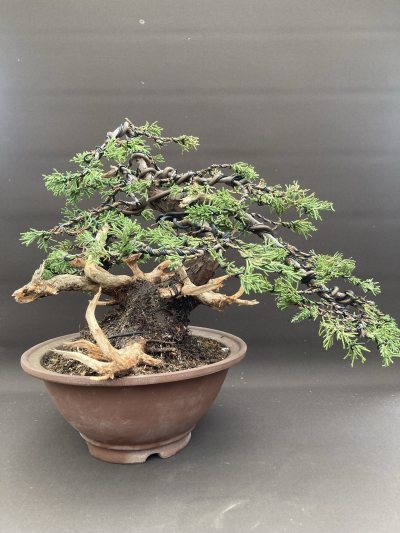 Genévrier de Chine San José