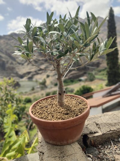 Olivo