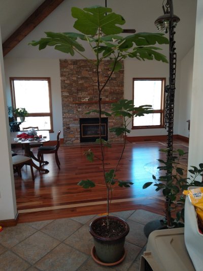 Fig, Celeste