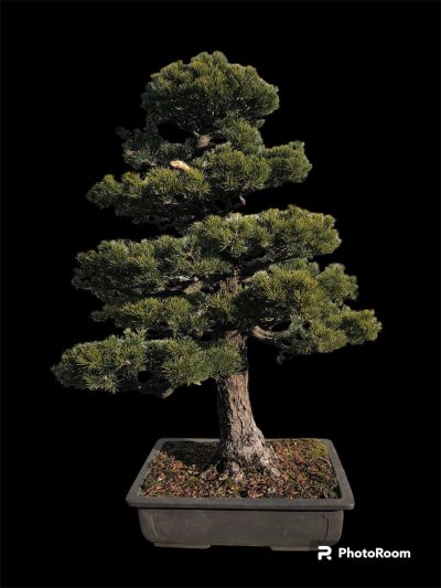 Pinus Penthaphyla