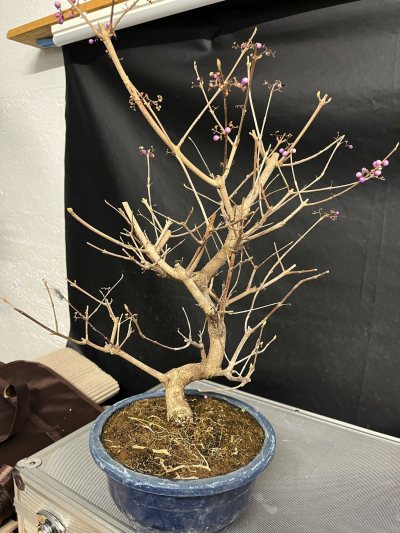 Callicarpa