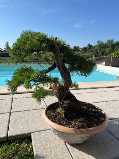 Pino sivestre Koba