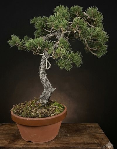 Pin sylvestre 1
