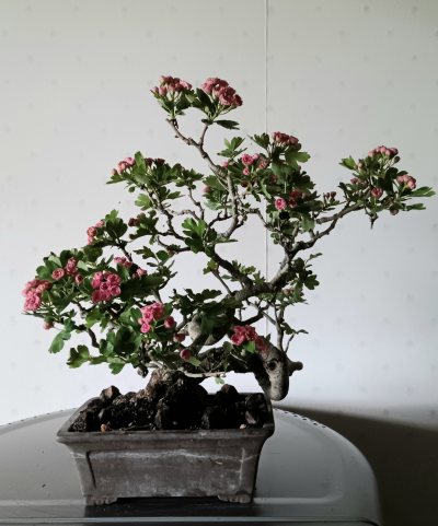 Crataegus