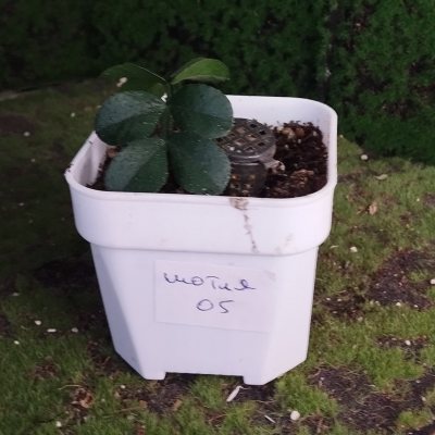 Шотия коротколепестковая 🌳 05 ≈○⌂
