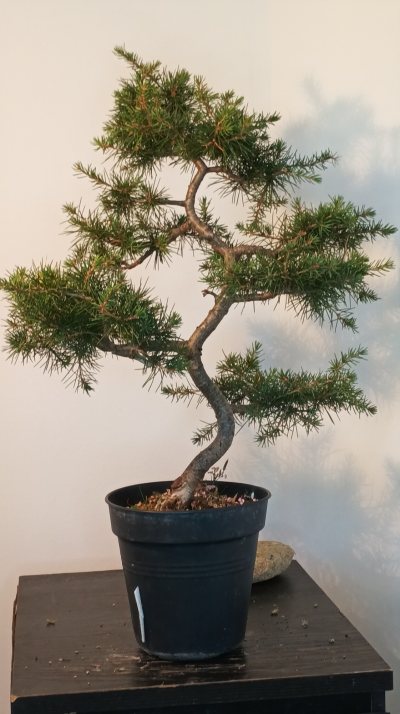 Cèdre du liban 1