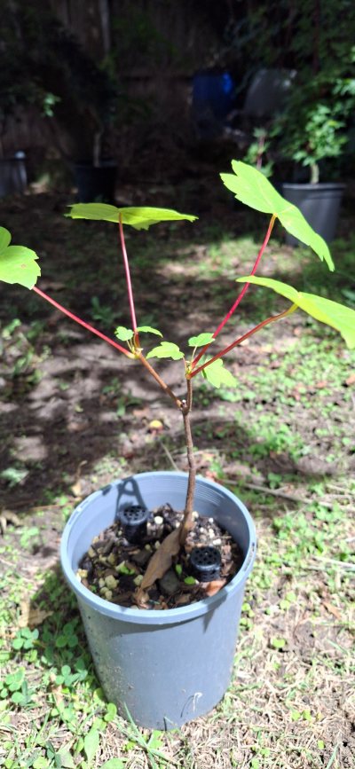 Red Maple
