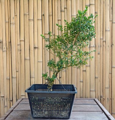 Portet