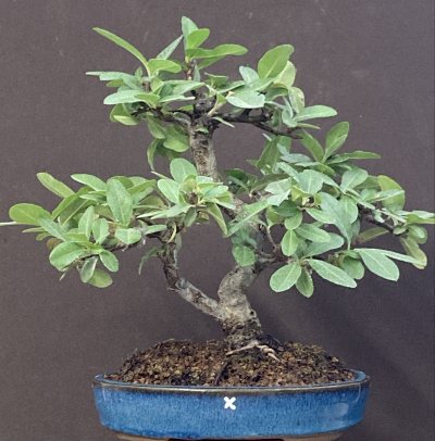 Shohin pyracantha