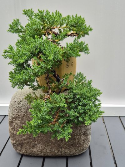 2. Juniperus procumbis NANA