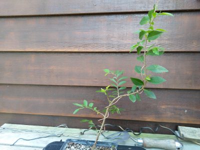 Chinese Elm 008