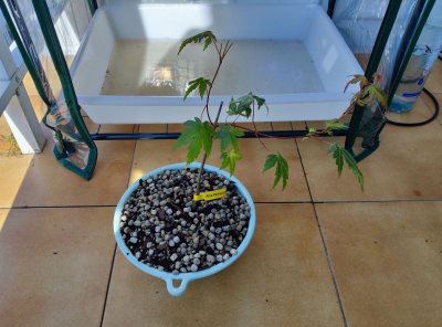 Arce palmatum 2