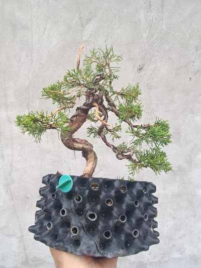 Juniperus moyogi 1
