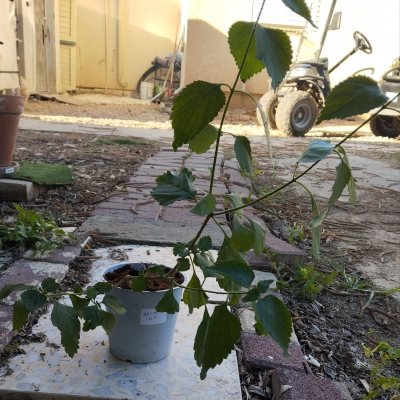 Лантана сводчатая 🌳 ЛаС01 ~○△
