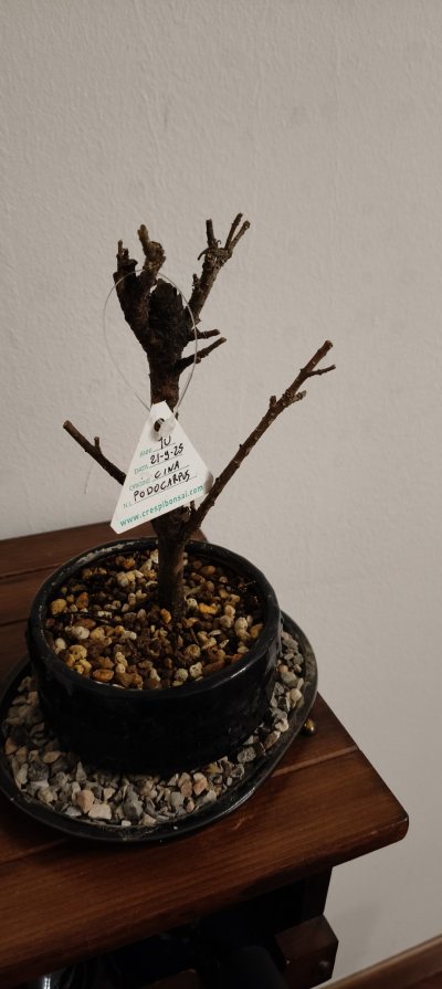 Podocarpus