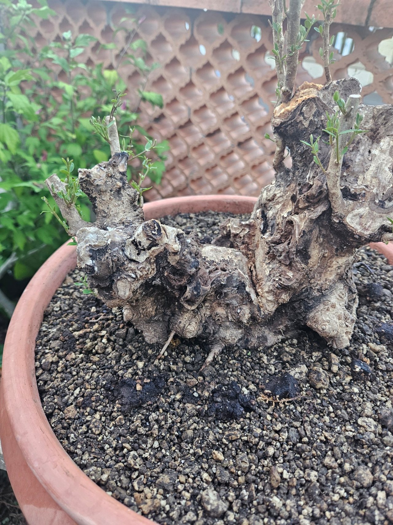 Photo 21