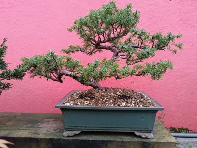 Juniperus communis 025