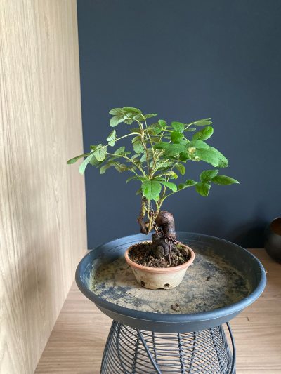 Rosier