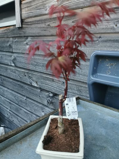 ACER ROUGE LIDL