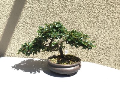 #41 Cotoneaster