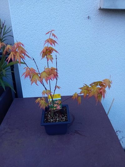 Orange dream