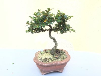 #46 Cotoneaster